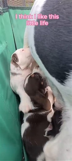 Springer Spaniel puppies. #spaniel #dogs #dogshorts #puppies