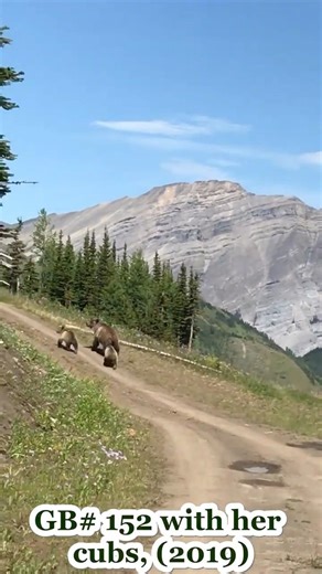 Mama Grizzly with her cubs throughout the season! #bear #wildlife #nature #animals #mountains