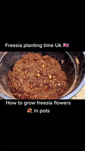 how to grow freesia bulbs in pots #freesia planting time uk 🇬🇧