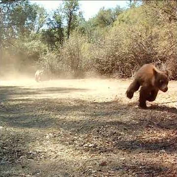 Mama bear and cubs running full speed