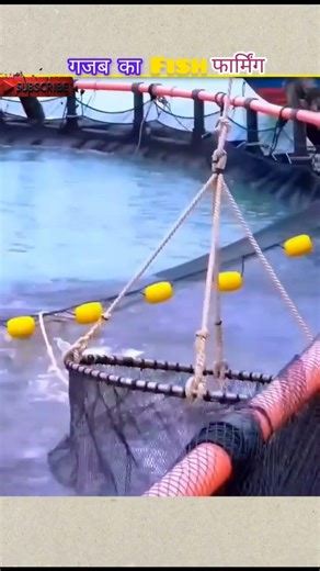 Genius Fish Farming 😱|| #amazingfacts #hindifacts #dailyfacts @Factaisle