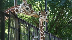 Jackson Zoo's iconic giraffe and a female leopard both die in recent days