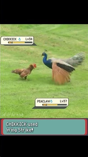 Dangerous 😱 Peacock vs Chicken Moment in Pokemon - FurArena #pokemon #irlpokemon