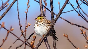 Savannah Sparrow Song (17 April 2024)