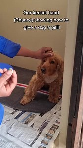 How to Give a Dog a Pill: Vet Staff Demonstrates the Process
