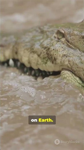 Hippo vs Crocodile 🦛🐊 | River Clash #facts #animals #wildlife #animalbattle