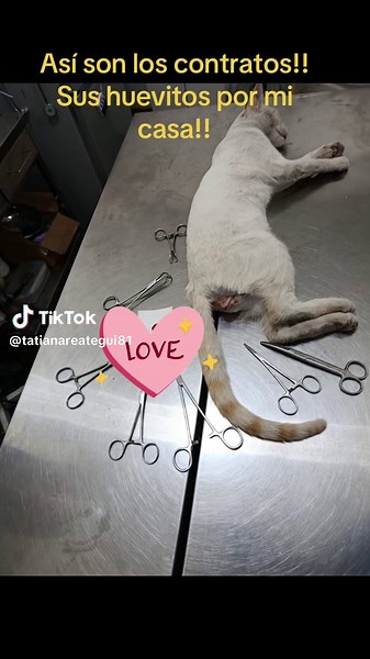 Contratos de Gatos: Huevitos en Casa