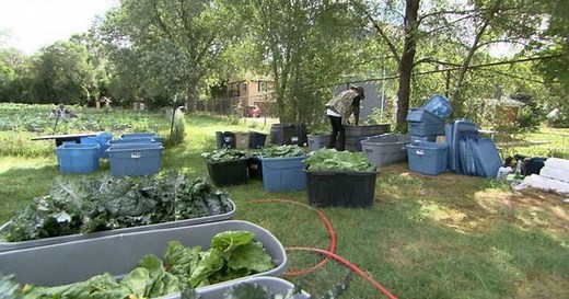 Michigan farm helps formerly incarcerated Americans grow vegetables and opportunity