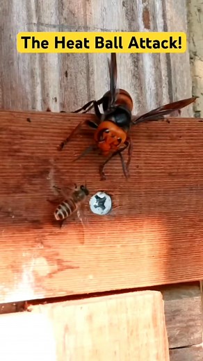 1.5M views · 10K reactions | Bees vs Hornet: The Heat Ball Attack !  #honeybee #bee #yellohornet #hornets | Alex dk 09 | Facebook