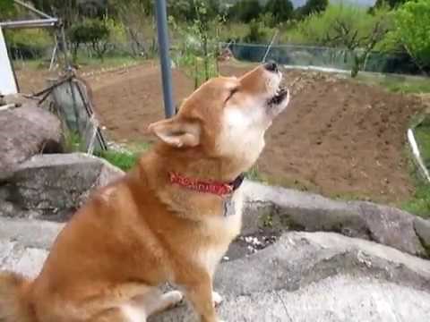 【音量注意】柴犬イチの遠吠え＆コココの正体