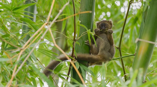 61K views · 1.4K reactions | Greater Bamboo lemurs, recently thought to be extinct, are critically endangered. One Malagasy woman is on a mission to restore lemur populations while also helping local communities thrive by focusing on one resource: bamboo. In Her Nature - Docuseries The Aspinall Foundation Madagascar WINGS WorldQuest | Nature | PBS | Facebook