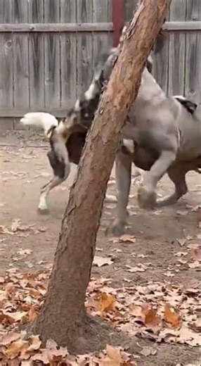 Powerful Dogs Wrestling: You Won’t Believe This Energy! ⚡️