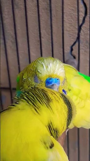 Blue & White Budgies Chirping Happily 🐦 So Joyful & Cute 😍 #parrotlover #viralshorts #cutebirds