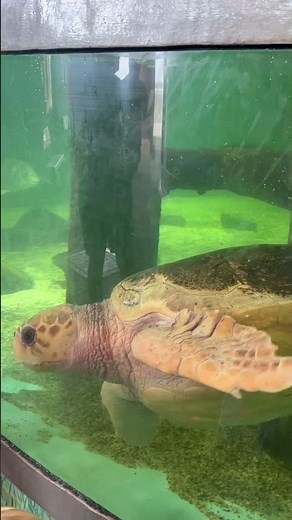 Rocket Explosion Trip