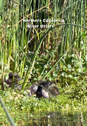 Saw this family of 5 at Arcata Marsh and Wildlife Sanctuary in Arcata, CA 🍀🦦 #humboldtcounty #northerncalifornia