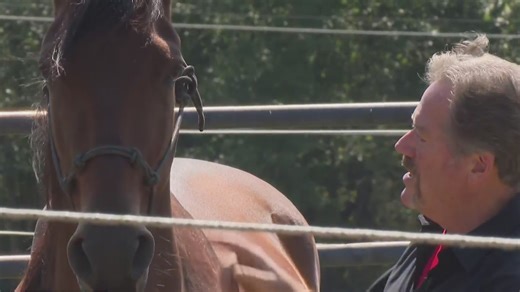 Second Chance Equine Association in Westmoreland County has saved horses