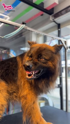 PAW PAWS - PET STORE & GROOMING SALON on Instagram: "✨ From Ruff to Regal! ✨ Our majestic German Shepherd got the royal treatment today – a full groom, de-shedding, and a shiny finish that turns heads! 💇‍♂️🐾 🛁 #CleanDog #HappyDog 🐕 #GermanShepherdLove 💈 #DogGroomingDay #GermanShepherd #DogGrooming #FluffyDog #PetSpaDay #BeforeAndAfter #GSDLife #DogMakeover #Pawfection #GroomersOfInstagram #FurryFriend #DogCare #InstaDog #GroomedToPerfection #perumbavoor #kothamangalam #muvattupuzha"