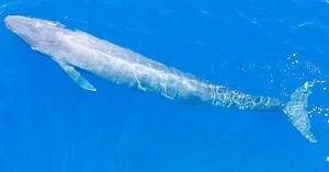 Giants of the Sea Part 1 | American Museum of Natural History