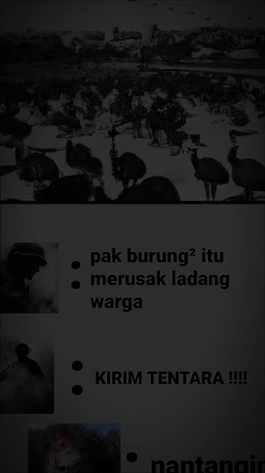 Perang Emu Australia 1932: Kegagalan Militer