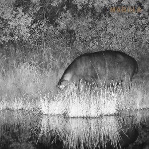 5.8K views · 95 reactions | Get ready for a moonlit hippo swim! Africam caught this hippo diving back into the waterhole after popping out for dinner. Did you know that hippos can consume up to 36 kg's of grass in a single night? Despite their hefty size, they have a surprisingly selective palate, preferring tender, young grass. #WildlifeWednesday #MabulaPrivateGameReserve | Mabula Game Lodge | Facebook