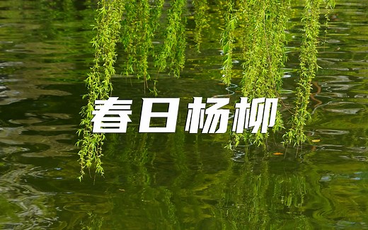 春天柳树杨柳视频素材【VJshi视频素材】