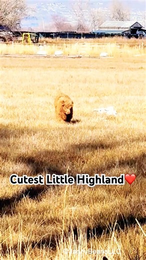 Cutest Little Highland Herd❤️