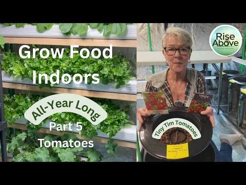 Part 5: Planting Dwarf Tiny Tim Tomatoes in My Hydroponic Buckets – Grow Tent Update