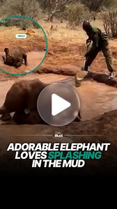Playful elephant splashes happily in the mud