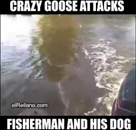 116K views · 1K shares | Geese gone wild...lol | Mojo TV | Facebook
