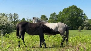 Haflinger horses, a cute thirsty suckling foal drinking milk from its mother, it is nursing from its dam on a sunny day in spring