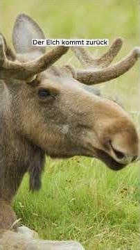 Er ist das größte Tier das gerade dabei ist Deutschland zu erreichen 🫎 #tiere #elch #wildenatur