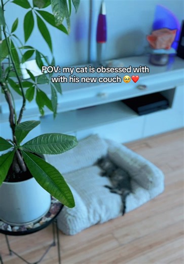 this couch has been one of the best things i’ve gotten from tiktok shop!! linked below so you can spoil your baby ❤️ #catbed #catfurniture #cats #fyp #tiktokmademebuyit