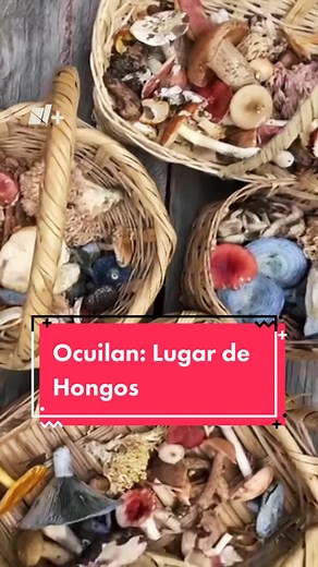 En #México hay unas 500 especies diferentes de #hongos aptos para consumo humano y 160 se pueden encontrar en el municipio de #Ocuilan, Estado de México. Ahí, las mujeres de la comunidad tlahuica se dedican a recolectarlos para utilizarlos en distintos platillos tradicionales. Además, con el apoyo de la Universidad de Chapingo y el Colegio de Posgraduados han elaborado una clasifiación de estos hongos y crearon una #rutaturística. #tiktokinforma #parati