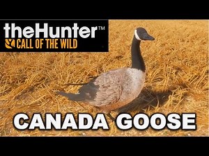 CANADA GOOSE - theHunter Call of the Wild