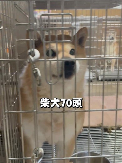 千葉県の犬たちを救うための協力のお願い