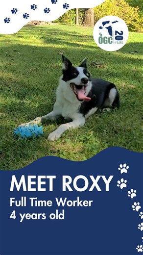 Meet Roxy! It’s Meet Our Dogs Monday. Roxy is a 4-year-old Border Collie and certified working teammate who has been with Ohio Geese Control for 2 years. Energetic and sharp, she crushes fetch and even plays Hot and Cold to find hidden toys. On properties she helps our team guide geese to move along using humane, behavior-based methods. Drop a paw print for Roxy! Interested in being a coworker to our amazing dogs as a dog-handler? We're hiring! Click to Learn more and apply https://buff.ly/AfJ86