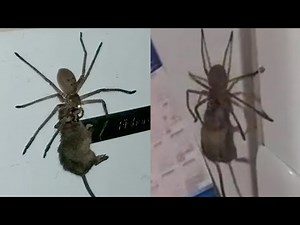 20 BIGGEST Spiders In The World