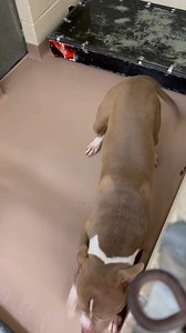 284K views · 13K reactions | ADOPTED! Name : BONKERS (A017588) Gender : Male Breed : Pit Bull Terrier Animal type : Dog Age : 2 years, 1 month old Brought to the shelter : 2023.01.25 Located at : Clayton County Animal Control | Clayton County Animal Control | Facebook