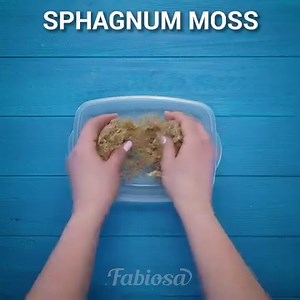 597K views · 4.8K reactions | Smart tips for creating your gorgeous rose garden! | Fabiosa Philippines | Facebook