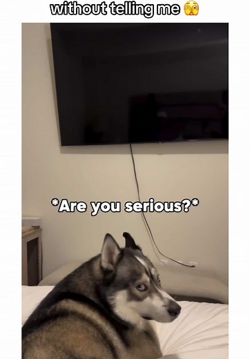 what its like living with a dramatic husky 🤭🐾 #husky #huskylife #huskysoftiktok #huskypuppy #huskies #huskiesoftiktok #huskypuppies #cutehusky #siberianhusky #funnydog #petsoftiktok #puppiesoftiktok #dogsoftiktok #dogvideos #monday #creatorsearchinsights