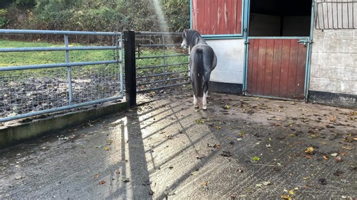 1.5K views · 39 reactions | Elcon Legacy ,yearling colt just had the ✂️two days ago and doing well | Elcon Stud | Facebook