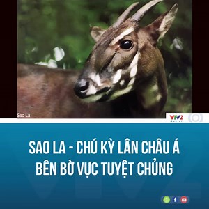 Sao la đang đứng bên bờ vực tuyệt chủng với ít hơn vài chục cá thể trong tự nhiên. Chúng đang được xếp hạng ở mức Cực kỳ nguy cấp trong Sách đỏ của Liên minh Bảo tồn Thế giới và Sách đỏ Việt Nam. Ảnh: WWF Việt Nam #VTV2 #duanvicongdong #giulaidauchansaola | VTV2 Chất lượng cuộc sống