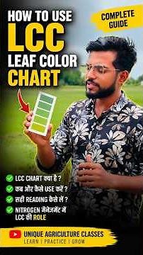 How to Use LCC (Leaf Color Chart) in Rice | Real-Time Nitrogen Management #Shorts