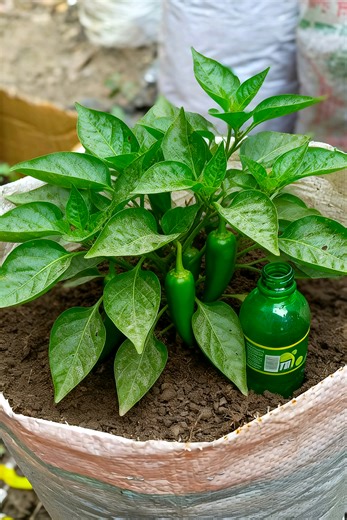 Growing Fast Chili: Tips for a Thriving Garden