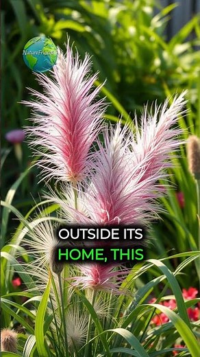 The Secret Power of the Pampas Grass! 🌾✨