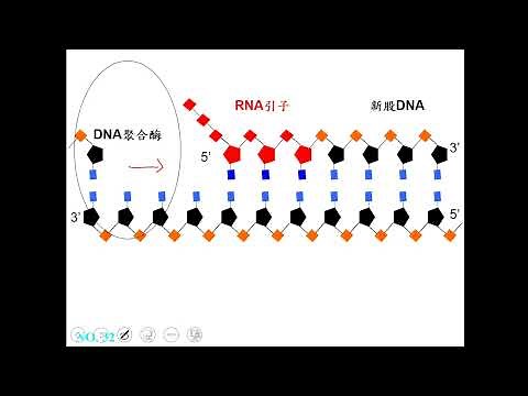 11001選修生物一ch4 1 05分子層次的DNA的複製過程