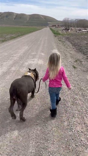 Taking a big dog for a walk.