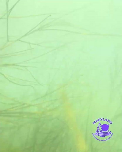 SAV Grasses in the the Chesapeake - Quick Glimpse from the Maryland Department of Natural Resources