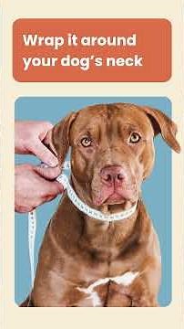How to Choose the Perfect Personalized Dog Collar & Lead in 2026 🐶 | Cash's