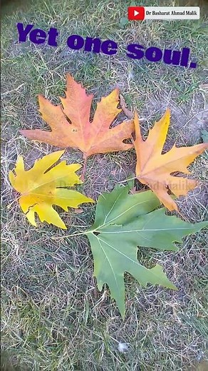 Chinar Tree (Platanus orientalis L.)...Different colors